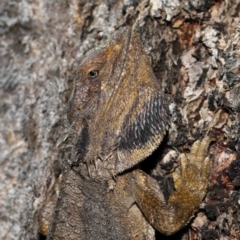 Pogona barbata at Acton, ACT - suppressed