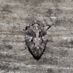 Chlamydopteryx sidnicus (Issid Planthopper) at Acton, ACT - 18 Feb 2022 by TimL