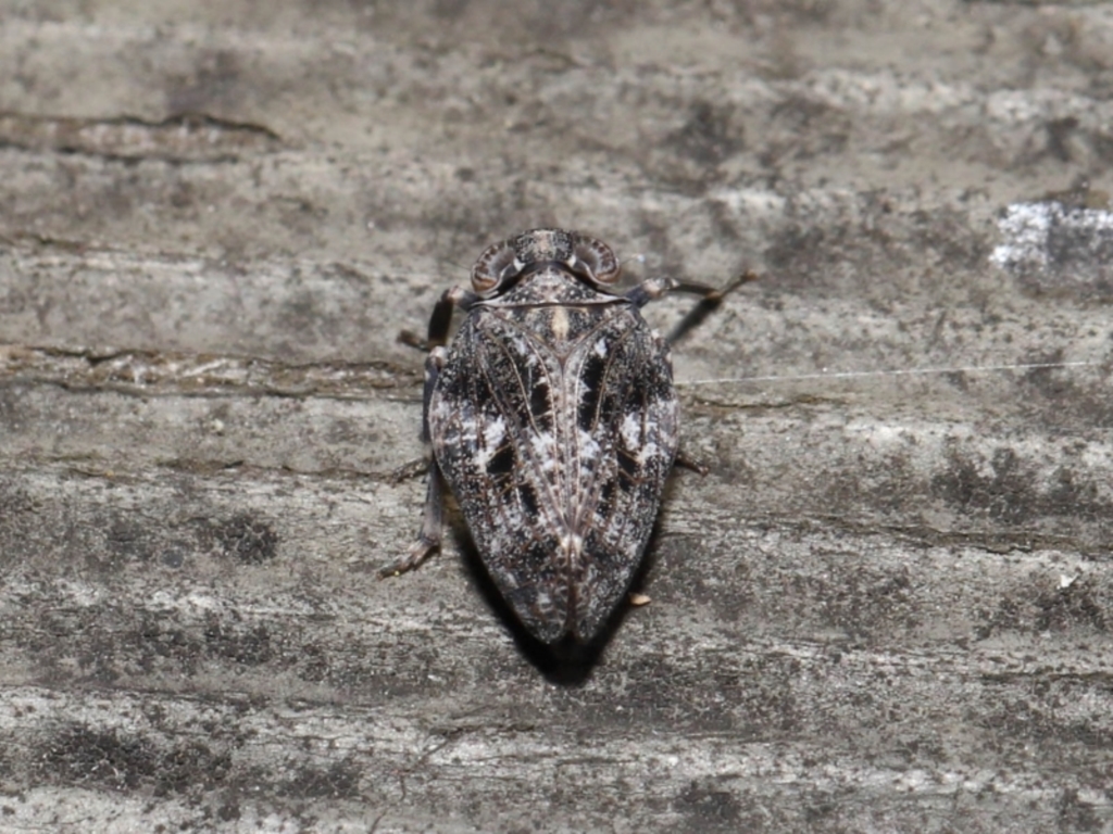 Chlamydopteryx sidnicus at Acton, ACT - 18 Feb 2022