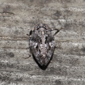 Chlamydopteryx sidnicus at Acton, ACT - 18 Feb 2022