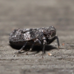 Chlamydopteryx sidnicus at Acton, ACT - 18 Feb 2022