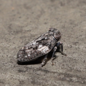 Chlamydopteryx sidnicus at Acton, ACT - 18 Feb 2022