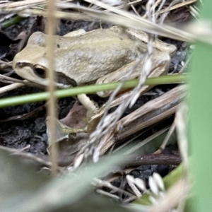 Litoria verreauxii verreauxii at Hackett, ACT - 20 Feb 2022