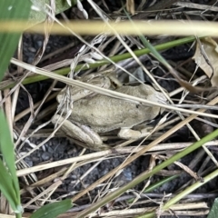 Litoria verreauxii verreauxii at Hackett, ACT - 20 Feb 2022