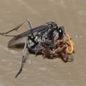 Fabriogenia sp. (genus) at Acton, ACT - 18 Feb 2022