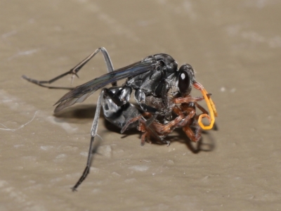 Fabriogenia sp. (genus) (Spider wasp) at Acton, ACT - 18 Feb 2022 by TimL