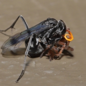 Fabriogenia sp. (genus) at Acton, ACT - 18 Feb 2022