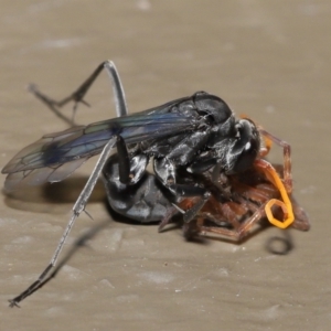 Fabriogenia sp. (genus) at Acton, ACT - 18 Feb 2022