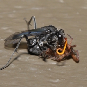 Fabriogenia sp. (genus) at Acton, ACT - 18 Feb 2022