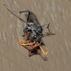 Fabriogenia sp. (genus) at Acton, ACT - 18 Feb 2022