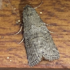 Calathusa sp nr dispila at Jerrabomberra, NSW - 20 Feb 2022 by SteveBorkowskis