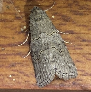 Calathusa sp nr dispila at Jerrabomberra, NSW - suppressed