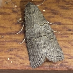 Calathusa sp nr dispila at Jerrabomberra, NSW - suppressed