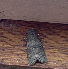 Calathusa sp nr dispila at Jerrabomberra, NSW - suppressed