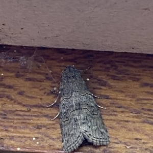 Calathusa sp nr dispila at Jerrabomberra, NSW - suppressed