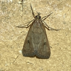 Uresiphita ornithopteralis (Tree Lucerne Moth) at Jerrabomberra, NSW - 20 Feb 2022 by SteveBorkowskis