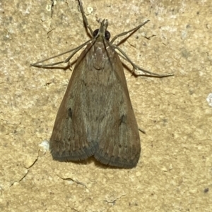 Uresiphita ornithopteralis at Jerrabomberra, NSW - suppressed