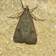 Uresiphita ornithopteralis at Jerrabomberra, NSW - 20 Feb 2022