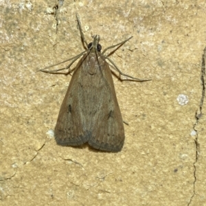 Uresiphita ornithopteralis at Jerrabomberra, NSW - suppressed