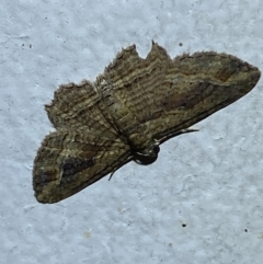 Unidentified Geometer moth (Geometridae) at Jerrabomberra, NSW - 20 Feb 2022 by Steve_Bok