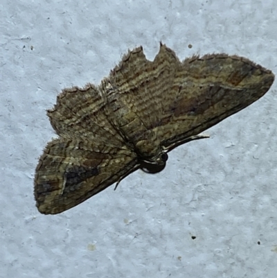 Unidentified Geometer moth (Geometridae) at Jerrabomberra, NSW - 20 Feb 2022 by Steve_Bok