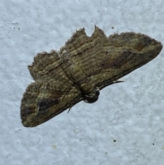 Unidentified Geometer moth (Geometridae) (TBC) at Jerrabomberra, NSW - 20 Feb 2022 by Steve_Bok