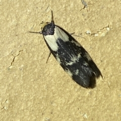 Palimmeces leucopelta (A concealer moth) at Jerrabomberra, NSW - 20 Feb 2022 by SteveBorkowskis