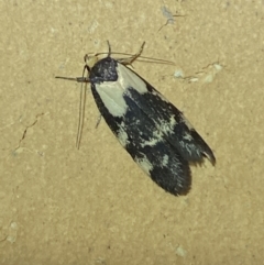 Palimmeces leucopelta at Jerrabomberra, NSW - 20 Feb 2022