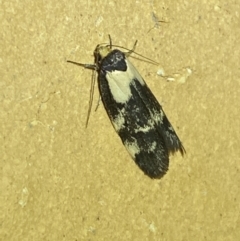 Palimmeces leucopelta at Jerrabomberra, NSW - 20 Feb 2022