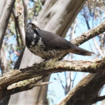 Leucosarcia melanoleuca (Wonga Pigeon) at Namadgi National Park - 16 Feb 2022 by RAllen