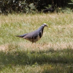 Leucosarcia melanoleuca at Cotter River, ACT - 16 Feb 2022