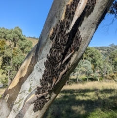 Lymantriinae (subfamily) at West Wodonga, VIC - 18 Feb 2022 10:36 AM