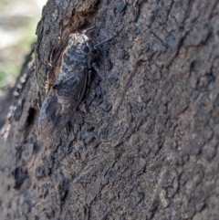 Unidentified Cicada (Hemiptera, Cicadoidea) (TBC) at Bandiana, VIC - 7 Feb 2022 by ChrisAllen