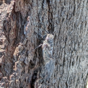 Atrapsalta furcilla at Wodonga - 7 Feb 2022 01:05 PM