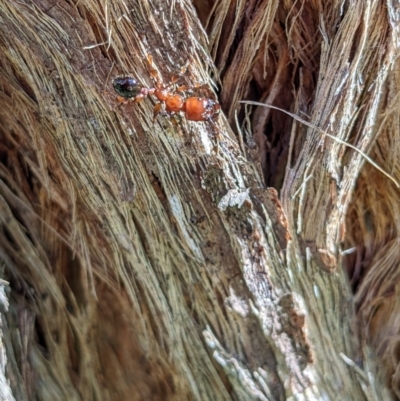Podomyrma sp. (genus) (Muscleman Tree Ant) at Felltimber Creek NCR - 17 Feb 2022 by ChrisAllen