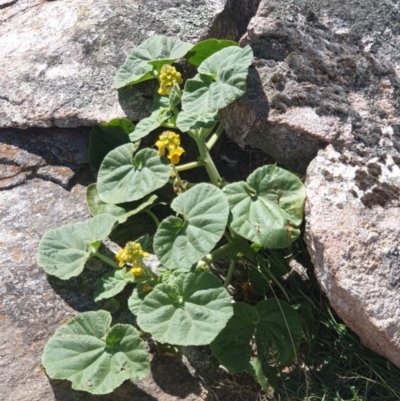 Ibicella lutea at Klings Reserve - 21 Feb 2022 by ChrisAllen