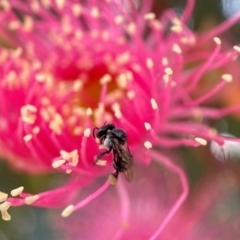 Tetragonula carbonaria (Stingless bee) at Mogo, NSW - 19 Feb 2022 by PeterA