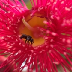 Tetragonula carbonaria at Mogo, NSW - 19 Feb 2022