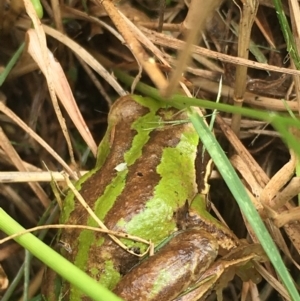 Litoria verreauxii verreauxii at Boro, NSW - 19 Feb 2022 11:18 AM