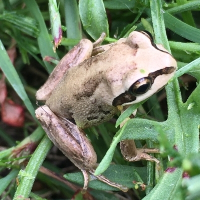 Litoria verreauxii verreauxii (Whistling Tree-frog) at Boro, NSW - 19 Feb 2022 by mcleana