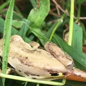 Litoria verreauxii verreauxii at Boro, NSW - 19 Feb 2022