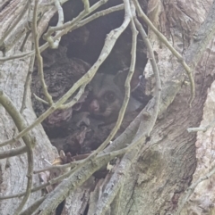 Trichosurus vulpecula (Common Brushtail Possum) at Wodonga - 20 Feb 2022 by ChrisAllen