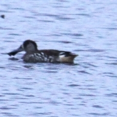 Malacorhynchus membranaceus at Throsby, ACT - 21 Feb 2022