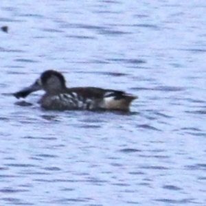 Malacorhynchus membranaceus at Throsby, ACT - 21 Feb 2022