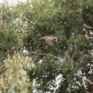 Gallinago hardwickii at Throsby, ACT - 21 Feb 2022