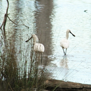 Platalea regia at Throsby, ACT - 21 Feb 2022 07:32 AM