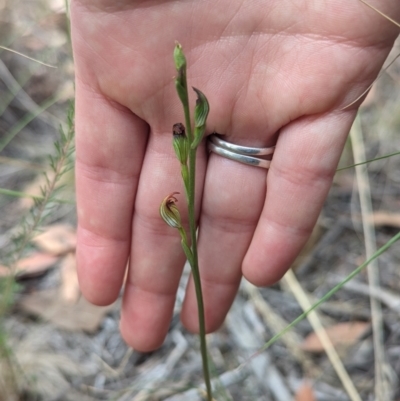 Speculantha rubescens (Blushing Tiny Greenhood) at Piney Ridge - 20 Feb 2022 by mainsprite