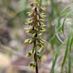 Corunastylis clivicola (Rufous midge orchid) at Block 402 - 21 Feb 2022 by mainsprite