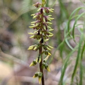 Corunastylis clivicola at Molonglo Valley, ACT - suppressed