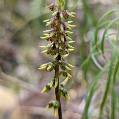 Corunastylis clivicola (Rufous midge orchid) at Piney Ridge - 21 Feb 2022 by mainsprite